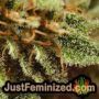 Strawberry Banana Cheesecake Auto by Barneys THC CBD Close Up Trichomes Potency Yield Indica Sativa Strain Pic Images