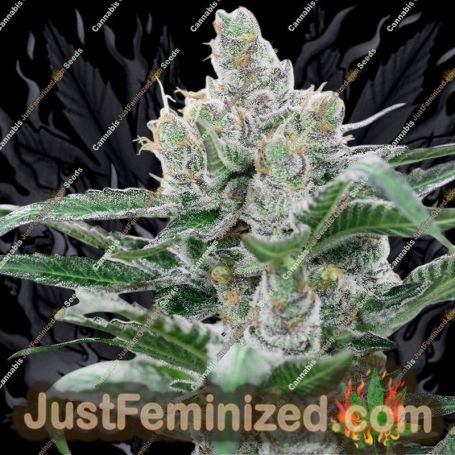 Banana Punch by Barneys Farm Cannabis Seeds For Sale at Just Feminized