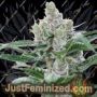 Banana Punch by Barneys Farm Cannabis Seeds For Sale at Just Feminized