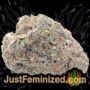Banana Punch by Barneys Farm Buds Weed Ganja Skunk Pot Reefer Dope Herb Pics Images