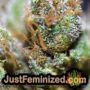 Banana Punch by Barneys Farm THC CBD Close Up Trichomes Potency Yield Indica Sativa Strain Pic Images