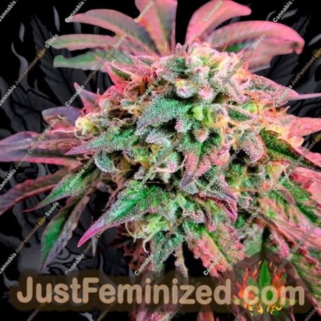 Cherry Pie by Advanced Seeds Cannabis Seeds For Sale at Just Feminized