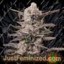 Watermelon OG by Advanced Seeds Cannabis Seeds For Sale at Just Feminized