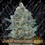 Critical Lemon Auto by Advanced Seeds Cannabis Seeds For Sale at Just Feminized