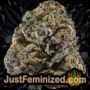 Critical Lemon Auto by Advanced Seeds Buds Weed Ganja Skunk Pot Reefer Dope Herb Pics Images