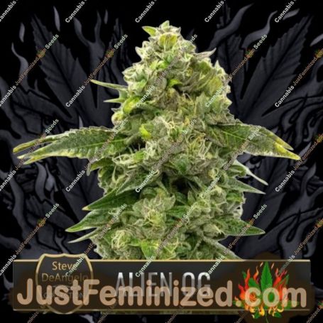 Steves Alien OG by Blim Burn Seeds Cannabis Seeds For Sale at Just Feminized