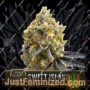 Kyles Sweet Island by Blim Burn Seeds Cannabis Seeds For Sale at Just Feminized