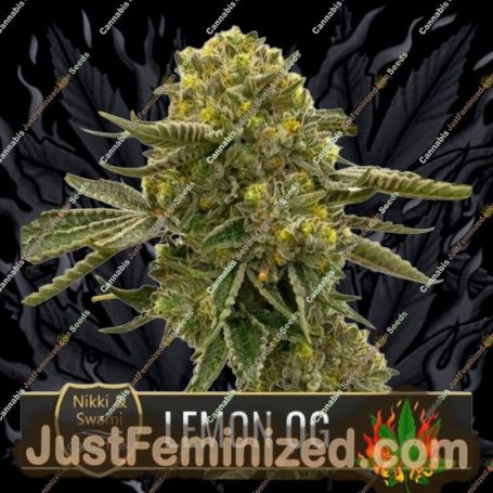 Nikki & Swamis Lemon OG by Blim Burn Seeds Cannabis Seeds For Sale at Just Feminized