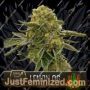 Nikki & Swamis Lemon OG by Blim Burn Seeds Cannabis Seeds For Sale at Just Feminized