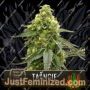 Nikki Swamis Taangie by Blim Burn Seeds Cannabis Seeds For Sale at Just Feminized