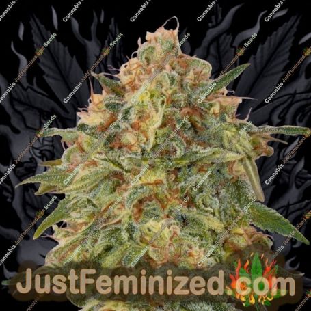 Zkittelz by Big Head Seeds Cannabis Seeds For Sale at Just Feminized