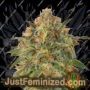 Zkittelz by Big Head Seeds Cannabis Seeds For Sale at Just Feminized