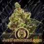 Mamba Negra CBG by Blim Burn Seeds Cannabis Seeds For Sale at Just Feminized