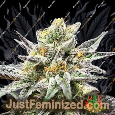 Cookies by Delicious Seeds Cannabis Seeds For Sale at Just Feminized