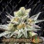 Cookies by Delicious Seeds Cannabis Seeds For Sale at Just Feminized