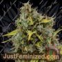 Amnesia by Buddha Seeds Cannabis Seeds For Sale at Just Feminized