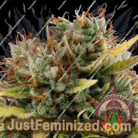 Critical by Buddha Seeds Cannabis Seeds For Sale at Just Feminized