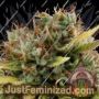 Critical by Buddha Seeds Cannabis Seeds For Sale at Just Feminized