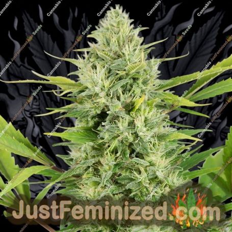 Skunk by Buddha Seeds Cannabis Seeds For Sale at Just Feminized