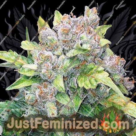 Gelato Auto by Black Skull Seeds Cannabis Seeds For Sale at Just Feminized