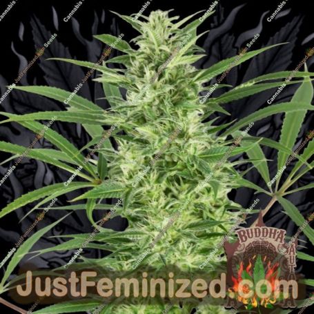 Amnesia Auto by Buddha Seeds Cannabis Seeds For Sale at Just Feminized