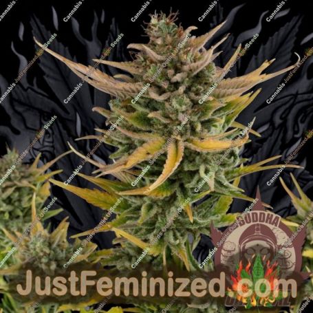 Critical Auto by Buddha Seeds Cannabis Seeds For Sale at Just Feminized