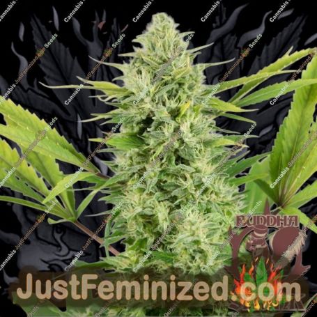 Skunk Auto by Buddha Seeds Cannabis Seeds For Sale at Just Feminized