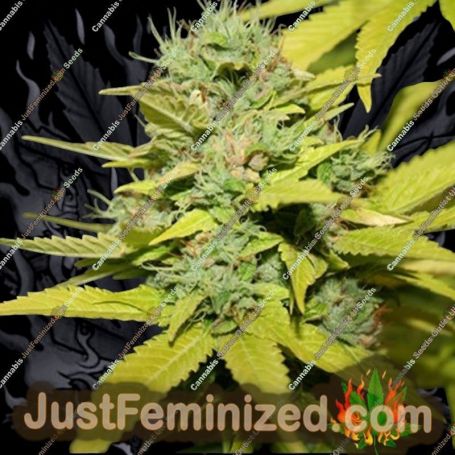 G13 Hashplant by 710 Genetics Cannabis Seeds For Sale at Just Feminized