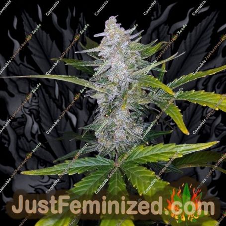 Pineapple Express No.2 Auto by G13 Labs Cannabis Seeds For Sale at Just Feminized