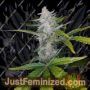 Pineapple Express No.2 Auto by G13 Labs Cannabis Seeds For Sale at Just Feminized