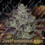 Gorilla Cookies by High Speed Buds Cannabis Seeds For Sale at Just Feminized