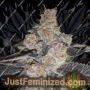 Gelato 242 by Medical Seeds Co Cannabis Seeds For Sale at Just Feminized