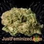Chocolate Kush by 00 Seeds Buds Weed Ganja Skunk Pot Reefer Dope Herb Pics Images