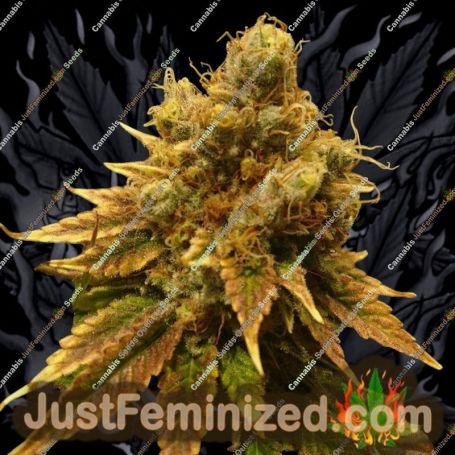 Chocolate Skunk XXL Auto by 00 Seeds Cannabis Seeds For Sale at Just Feminized