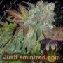 Alien Fire by Purple Caper Cannabis Seeds For Sale at Just Feminized