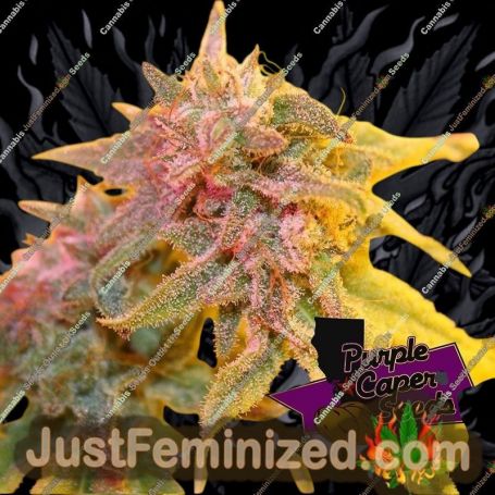 Strawberry Banana Caper by Purple Caper Cannabis Seeds For Sale at Just Feminized