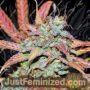 Zkittlez Auto by Black Skull Seeds Cannabis Seeds For Sale at Just Feminized