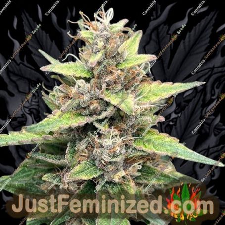 Purple Runtz Cake Auto by Purple Caper Cannabis Seeds For Sale at Just Feminized