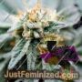 Gold Runtz Cake Auto by Purple Caper Cannabis Seeds For Sale at Just Feminized