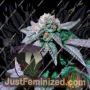 Mjolnir Runtz Cake Auto by Purple Caper Cannabis Seeds For Sale at Just Feminized