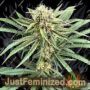 Red Runtz Cake Auto by Purple Caper Cannabis Seeds For Sale at Just Feminized