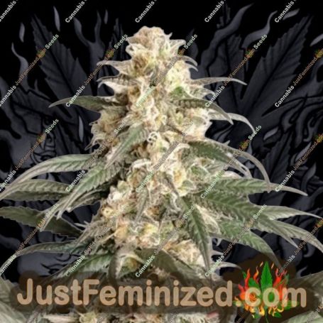 Black Lebanon by Super Sativa Seed Club Cannabis Seeds For Sale at Just Feminized