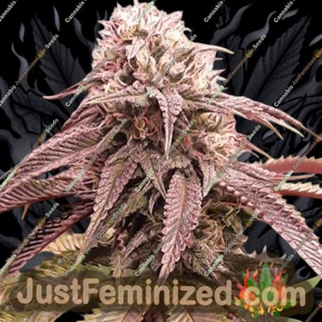 Strawberry Cookies by Super Sativa Seed Club Cannabis Seeds For Sale at Just Feminized