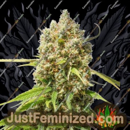 Elephant Auto by Super Sativa Seed Club Cannabis Seeds For Sale at Just Feminized