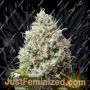 Jack Herer by Seed Stockers Cannabis Seeds For Sale at Just Feminized