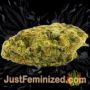 Jack Herer by Seed Stockers Buds Weed Ganja Skunk Pot Reefer Dope Herb Pics Images