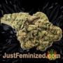 Sour Diesel by Seed Stockers Buds Weed Ganja Skunk Pot Reefer Dope Herb Pics Images