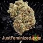 Sour Diesel by Seed Stockers Buds Weed Ganja Skunk Pot Reefer Dope Herb Pics Images