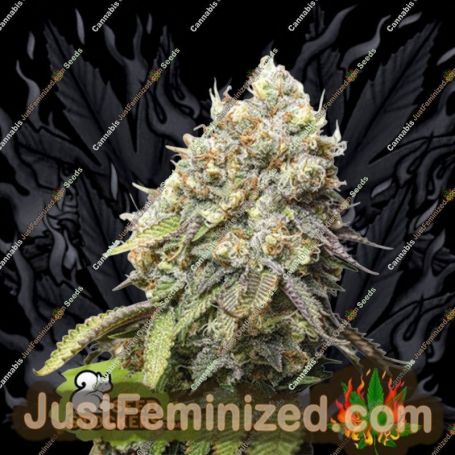 Bruce Banner by Seed Stockers Cannabis Seeds For Sale at Just Feminized
