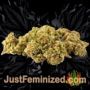 Bruce Banner by Seed Stockers Buds Weed Ganja Skunk Pot Reefer Dope Herb Pics Images